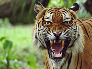 12+ Arti Mimpi Digigit Harimau Menurut Islam